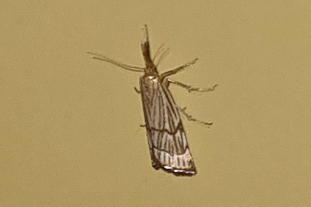 Chrysocrambus cassentiniellus
